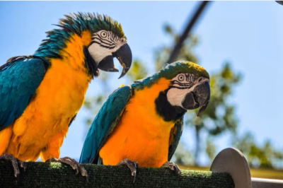 Lichaamstaal bij papegaaien: zo leer je je vogel écht begrijpen