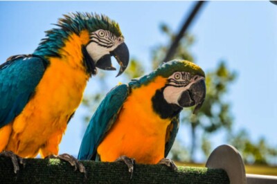 Lichaamstaal bij papegaaien: zo leer je je vogel écht begrijpen