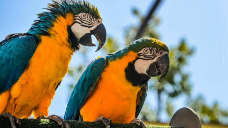 Lichaamstaal bij papegaaien: zo leer je je vogel écht begrijpen