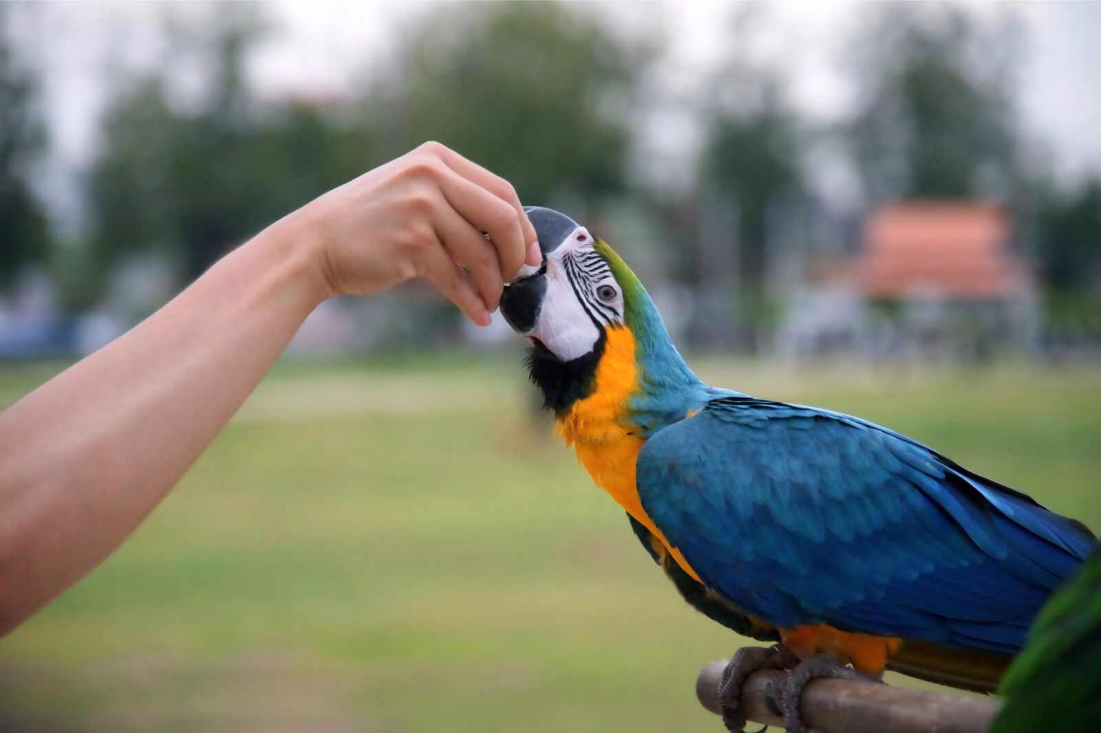 Feather Therapy