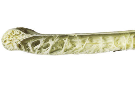 Het ademhalingssysteem en skelet van vogels