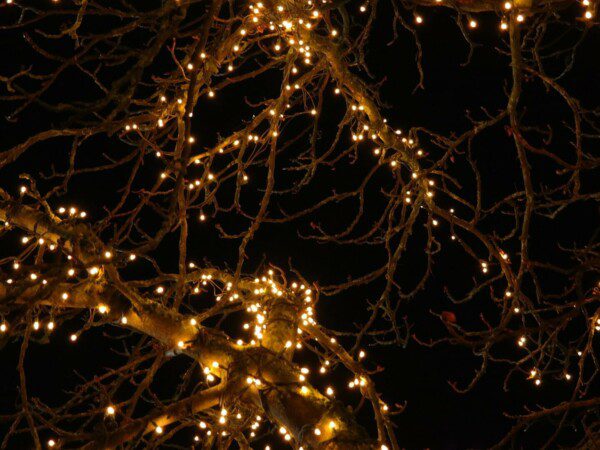 Het grootste gedragsprobleem bij papegaaien? Vaak het gedrag van hun mens.