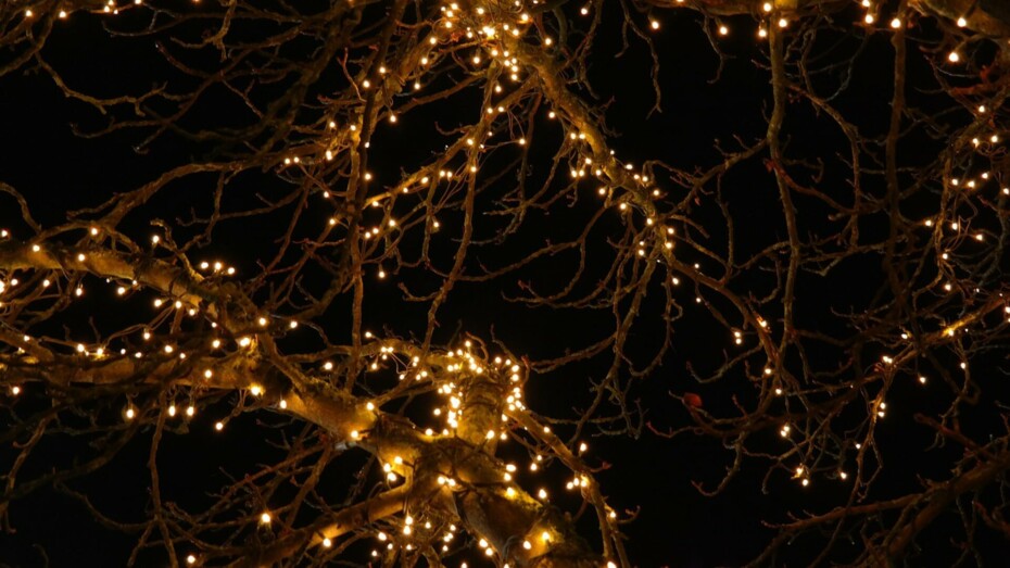 Het grootste gedragsprobleem bij papegaaien? Vaak het gedrag van hun mens.